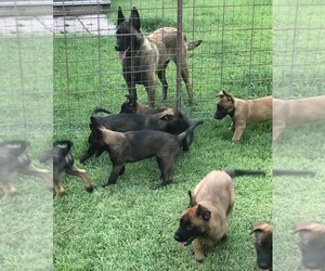 Belgian Malinois Puppy for sale in RUSSELLVILLE, AL, USA