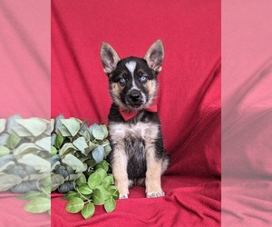 German Shepherd Dog-Siberian Husky Mix Puppy for sale in EPHRATA, PA, USA