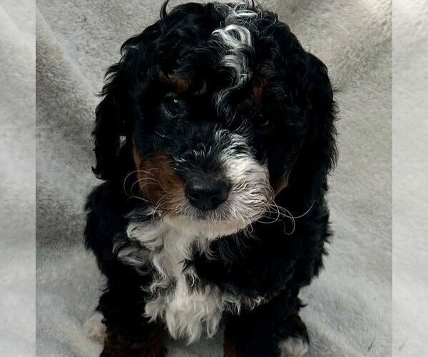 Medium Photo #2 Bernedoodle (Miniature) Puppy For Sale in NEW HOLLAND, PA, USA