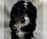 Small Photo #2 Bernedoodle (Miniature) Puppy For Sale in NEW HOLLAND, PA, USA