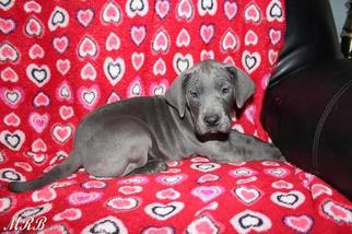 Great Dane Puppy for sale in MENDOTA, IL, USA