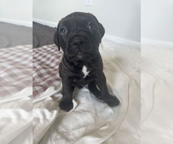 Medium Photo #2 Boxer-Unknown Mix Puppy For Sale in Raleigh, NC, USA