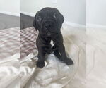 Small #1 Boxer Mix