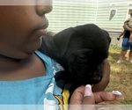 Small #16 Cane Corso-Rottweiler Mix