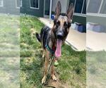 Small #1 German Shepherd Dog