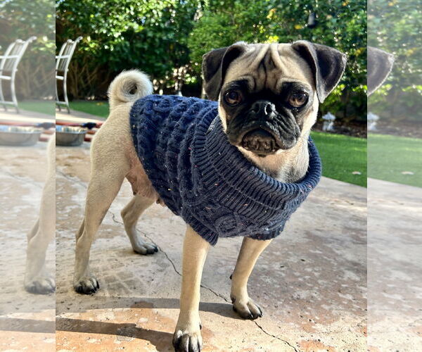 Medium Photo #2 Pug Puppy For Sale in Mission Viejo, CA, USA