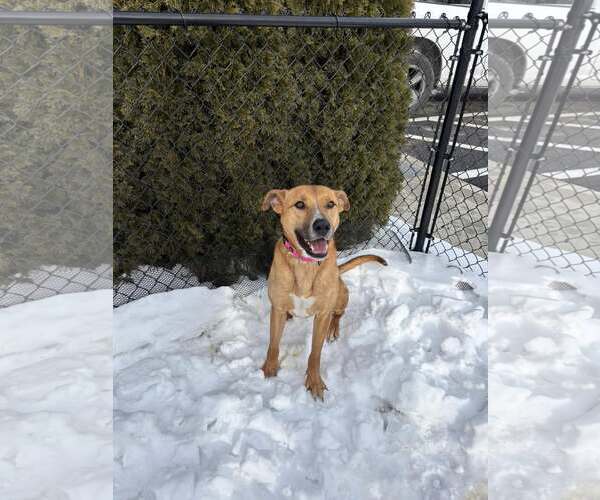 Medium Photo #8 Mutt Puppy For Sale in Woodbury, NY, USA