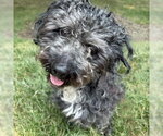 Small #1 Shih Tzu Mix