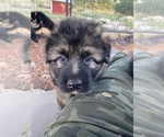 Small Photo #10 German Shepherd Dog Puppy For Sale in BOERNE, TX, USA