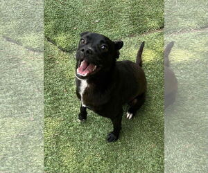 Labrador Retriever-Unknown Mix Dogs for adoption in San Diego, CA, USA
