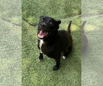 Small Labrador Retriever Mix