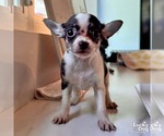 Small #2 Chihuahua Mix