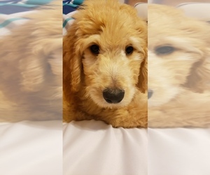 Goldendoodle-Unknown Mix Puppy for sale in MISSION VIEJO, CA, USA