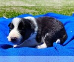 Small Photo #4 Border Collie Puppy For Sale in NORBORNE, MO, USA