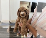Puppy Nibbles Cock-A-Poo