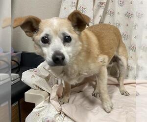 Chihuahua-Unknown Mix Dogs for adoption in Modesto, CA, USA