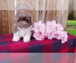 Small Photo #6 Havanese Puppy For Sale in APPLE CREEK, OH, USA