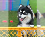 Small Photo #1 Pomsky Puppy For Sale in GREENVILLE, MI, USA