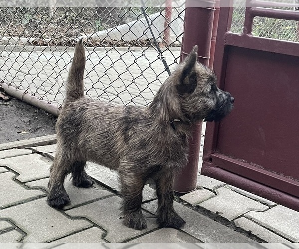 Medium Photo #3 Cairn Terrier Puppy For Sale in Targu-Mures, Mures, Romainia