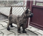 Small Photo #3 Cairn Terrier Puppy For Sale in Targu-Mures, Mures, Romainia