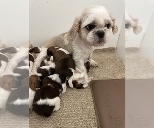 Mother of the Shih Tzu puppies born on 01/27/2023