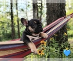 Small #1 French Bulldog