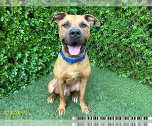 American Pit Bull Terrier Dogs for adoption in West Palm Beach, FL, USA