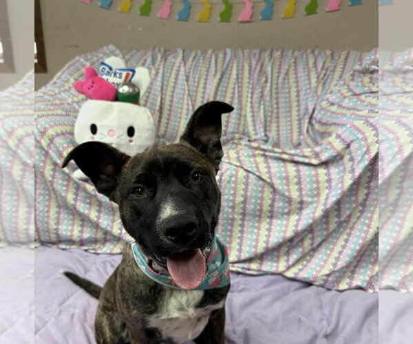 Medium Photo #2 Mutt Puppy For Sale in Fargo, ND, USA