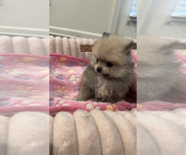 Medium Photo #5 Pomeranian Puppy For Sale in OAKWOOD, GA, USA