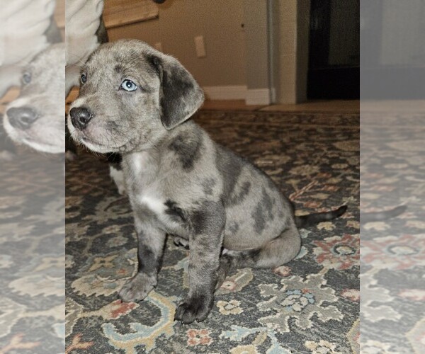 Medium Photo #8 American Bully-Labrador Retriever Mix Puppy For Sale in NORTH LAS VEGAS, NV, USA