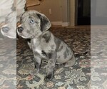 Small Photo #8 American Bully-Labrador Retriever Mix Puppy For Sale in NORTH LAS VEGAS, NV, USA