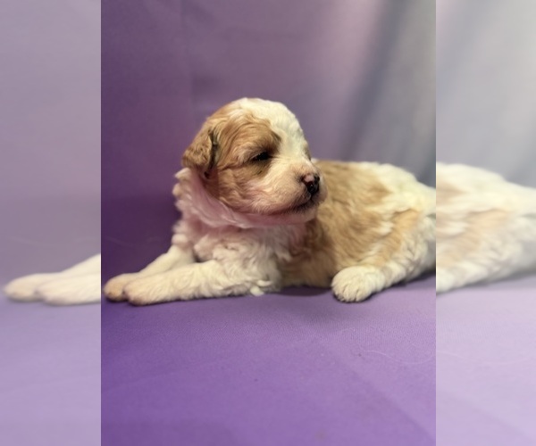 Medium Photo #1 Bernedoodle (Miniature) Puppy For Sale in LONGMONT, CO, USA