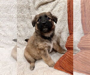 German Shepherd Dog-Unknown Mix Dogs for adoption in Lakewood, CO, USA