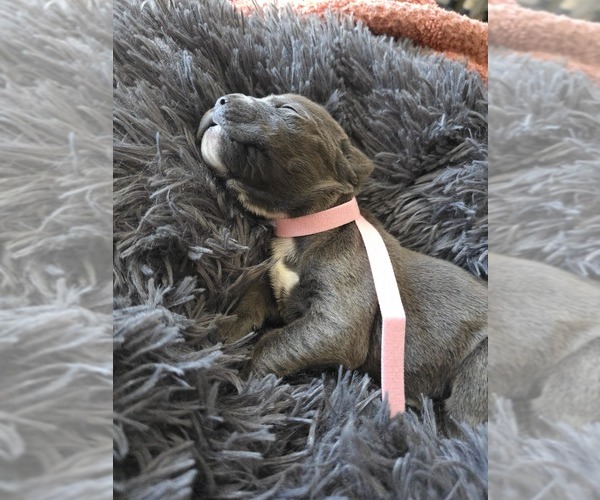 Medium Photo #29 Cane Corso Puppy For Sale in HENRY, VA, USA