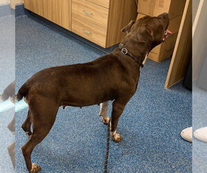 26-276 Brienne - Female Mutt Dog for Adoption - Photo #3
