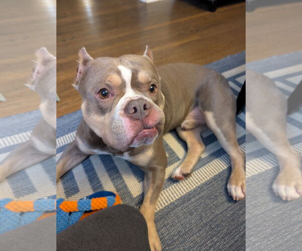 Medium Photo #2 American Bulldog-French Bulldog Mix Puppy For Sale in Lockport, NY, USA