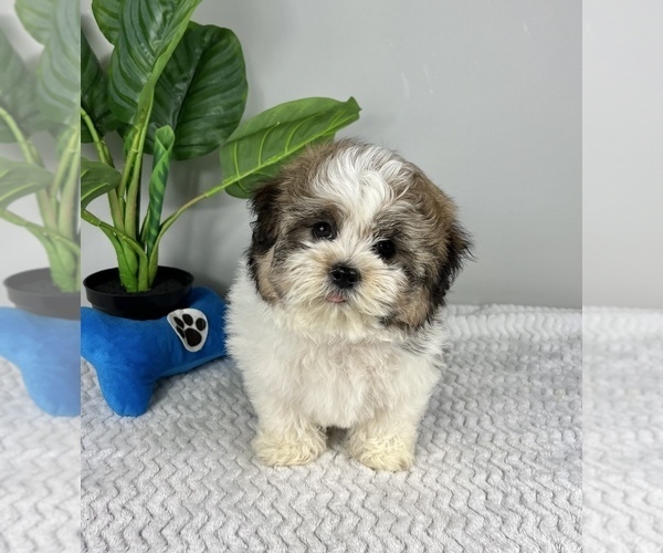 Medium Photo #3 Zuchon Puppy For Sale in FRANKLIN, IN, USA
