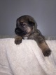 Small Photo #2 German Shepherd Dog Puppy For Sale in FALMOUTH, VA, USA