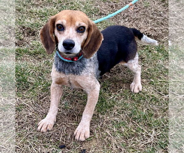 Medium Photo #3 Beagle Puppy For Sale in Batavia, OH, USA