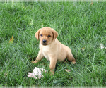 Image preview for Ad Listing. Nickname: Constance
