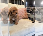 Small Photo #2 Cavapoo Puppy For Sale in LAS VEGAS, NV, USA