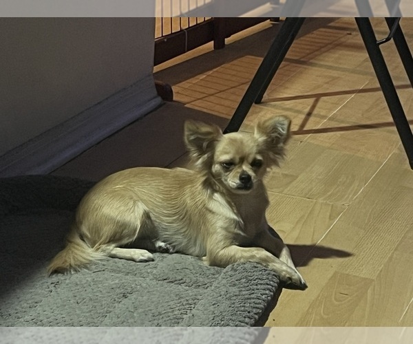 Medium Photo #1 Chihuahua Puppy For Sale in ALTAMONTE SPRINGS, FL, USA