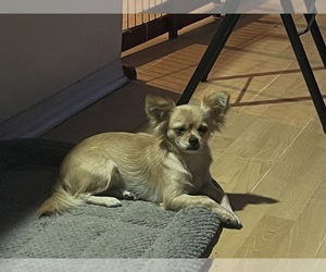 Mother of the Chihuahua puppies born on 09/16/2026