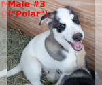 Small #3 German Shepherd Dog-Siberian Husky Mix