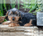 Small Photo #10 Yorkshire Terrier Puppy For Sale in QUARRYVILLE, PA, USA