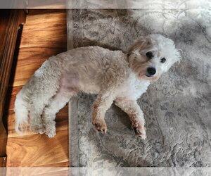 Pippin - Male Maltese-Unknown Mix Dog for Adoption - Photo #10