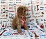 Small #3 Cavapoo (Miniature)