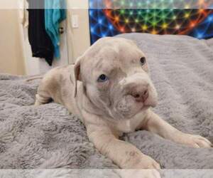 American Bully Puppy for sale in ROHNERT PARK, CA, USA