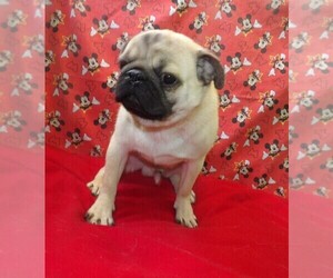 Pug Puppy for sale in PATERSON, NJ, USA