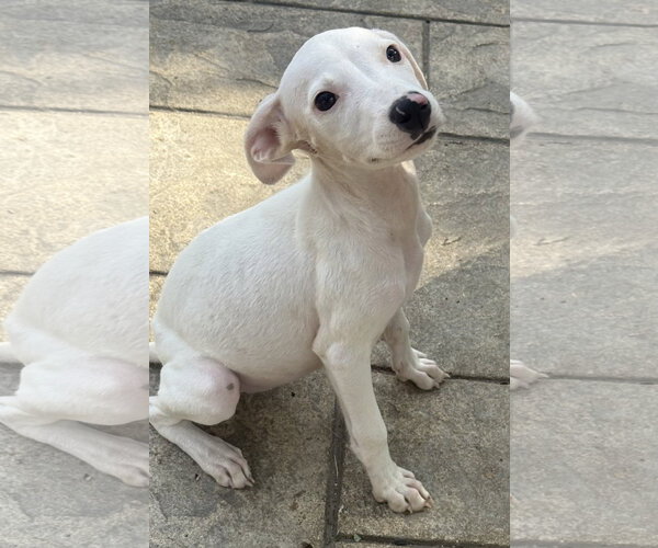 Medium Photo #1 Mutt Puppy For Sale in Fenton, MO, USA